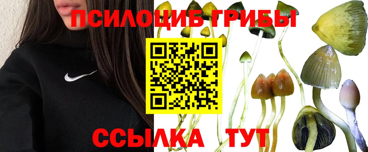 купить  цена  Псилоцибиновые грибы Cubensis  Вход с VPN  Галлюциногенные грибы MAGIC MUSHROOMS  Корсаков 